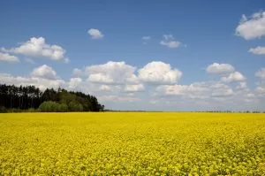 59352983 – agricultural raps field with the forest and the blue cloudy sky