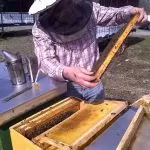 Honey and beekeeping