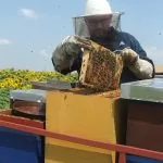 Honey and beekeeping