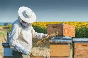 34517929 – beekeeper working in the field of sunflowers