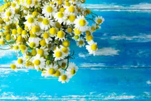 Bouquet of freshly picked camomile flowers on aged plank wood blue tabletop. Beauty skin care healthy infusions tea detox concept. Process of drying medicinal herbs. Poster banner copy space